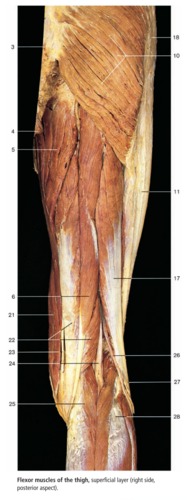 Lower limb anatomy (from textbook), fully labeled