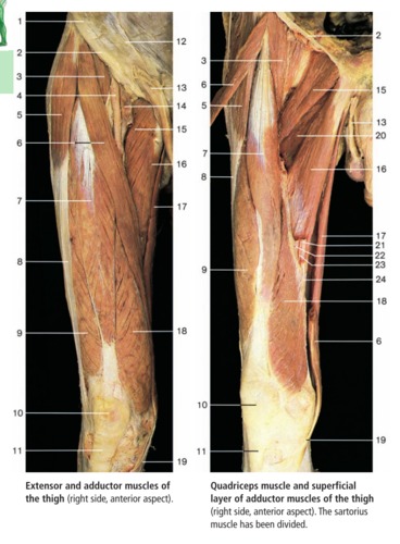 Lower limb anatomy, fully labeled