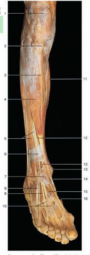 Lower limb images from textbook (extra practice), fully labeled