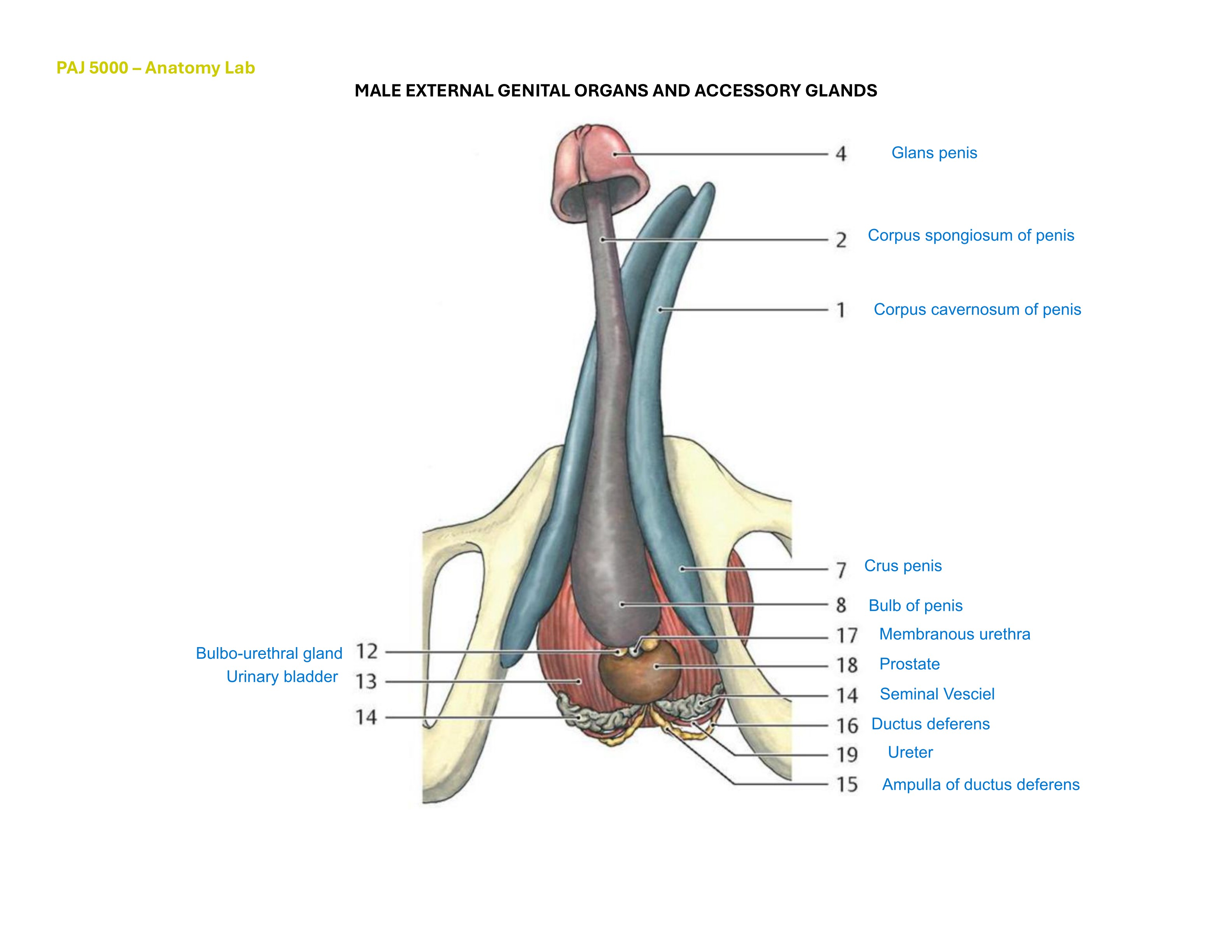 Male External Genital Organs and Accessory Glands, fully labeled