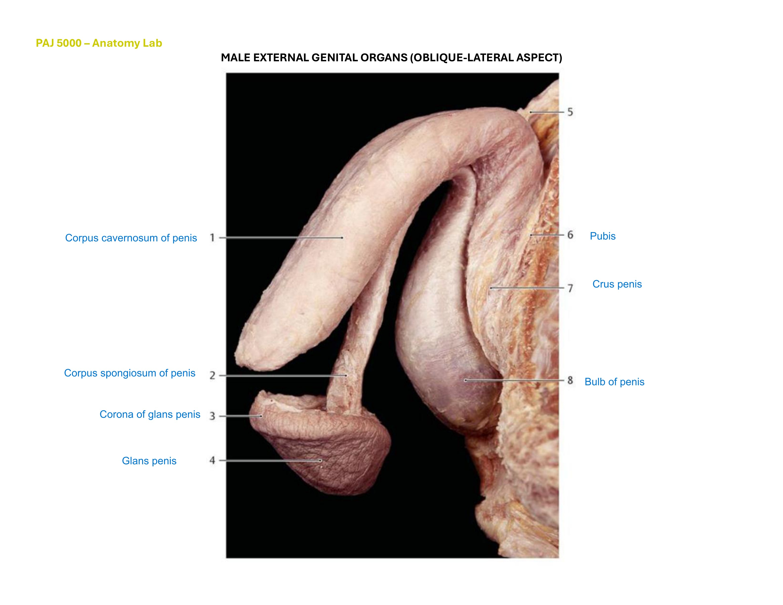 Male External Genital Organs (Oblique-Lateral Aspect), fully labeled