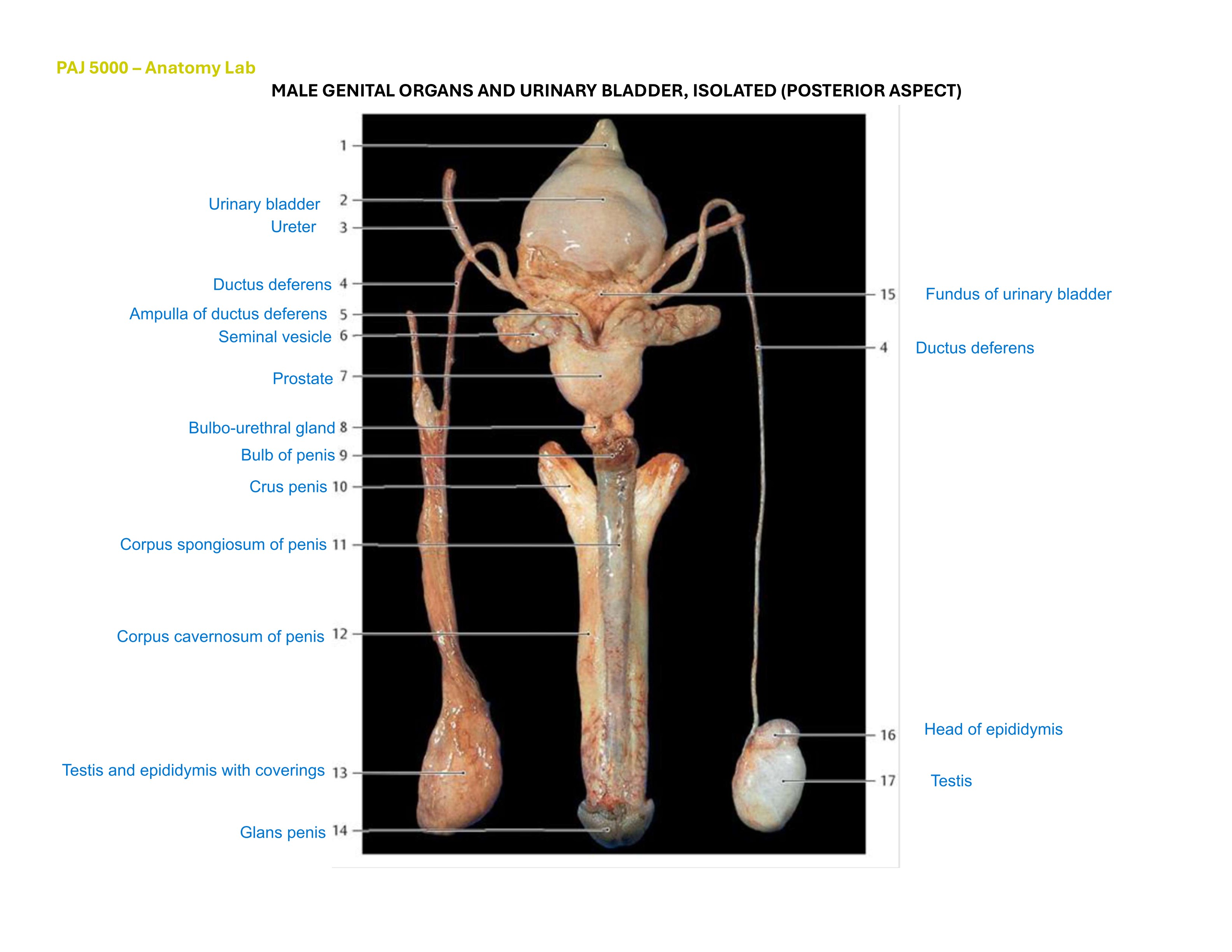 Male Genital Organs and Urinary Bladder, Isolated (Posterior Aspect), fully labeled