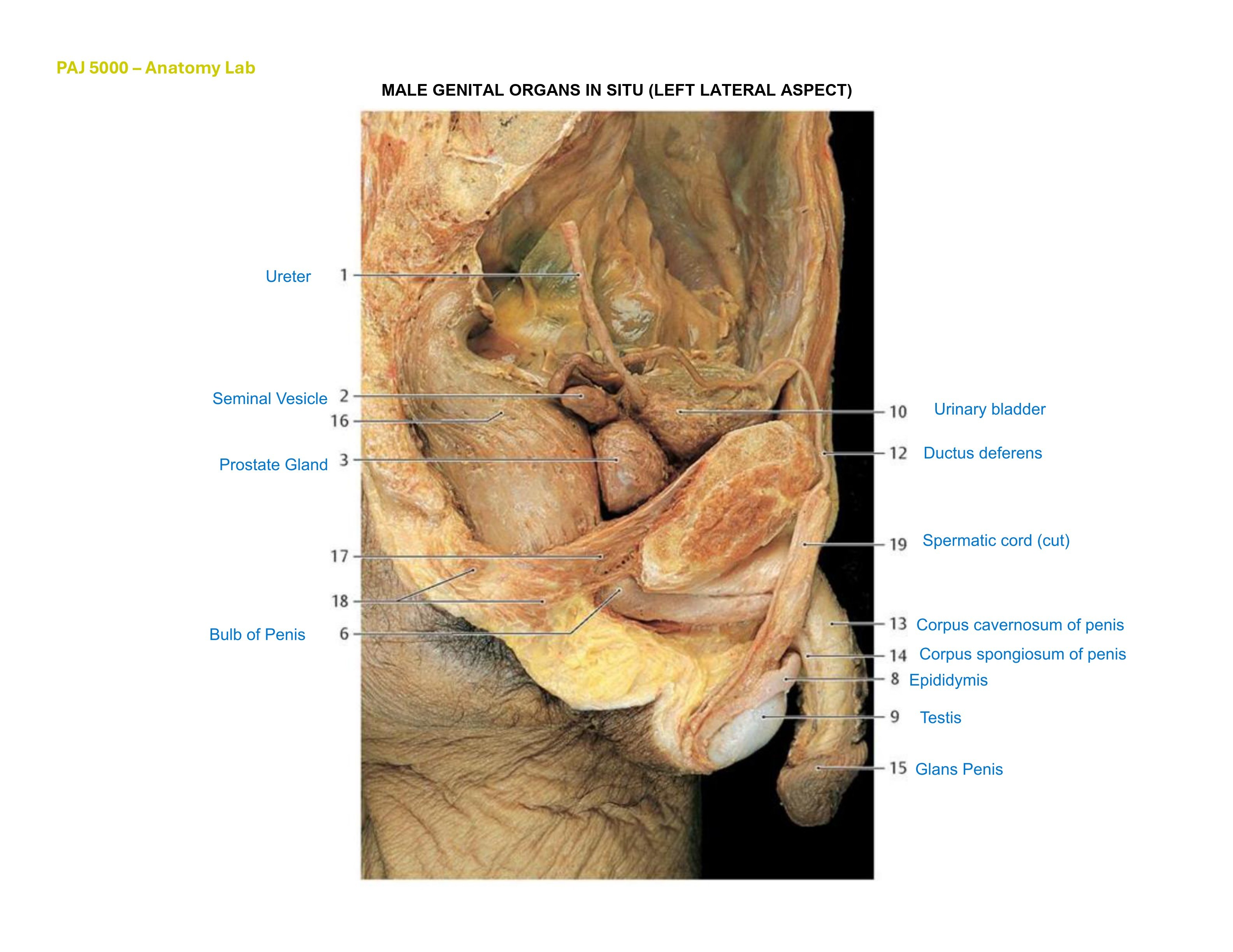 Male Genital Organs In Situ (Left Lateral Aspect), fully labeled
