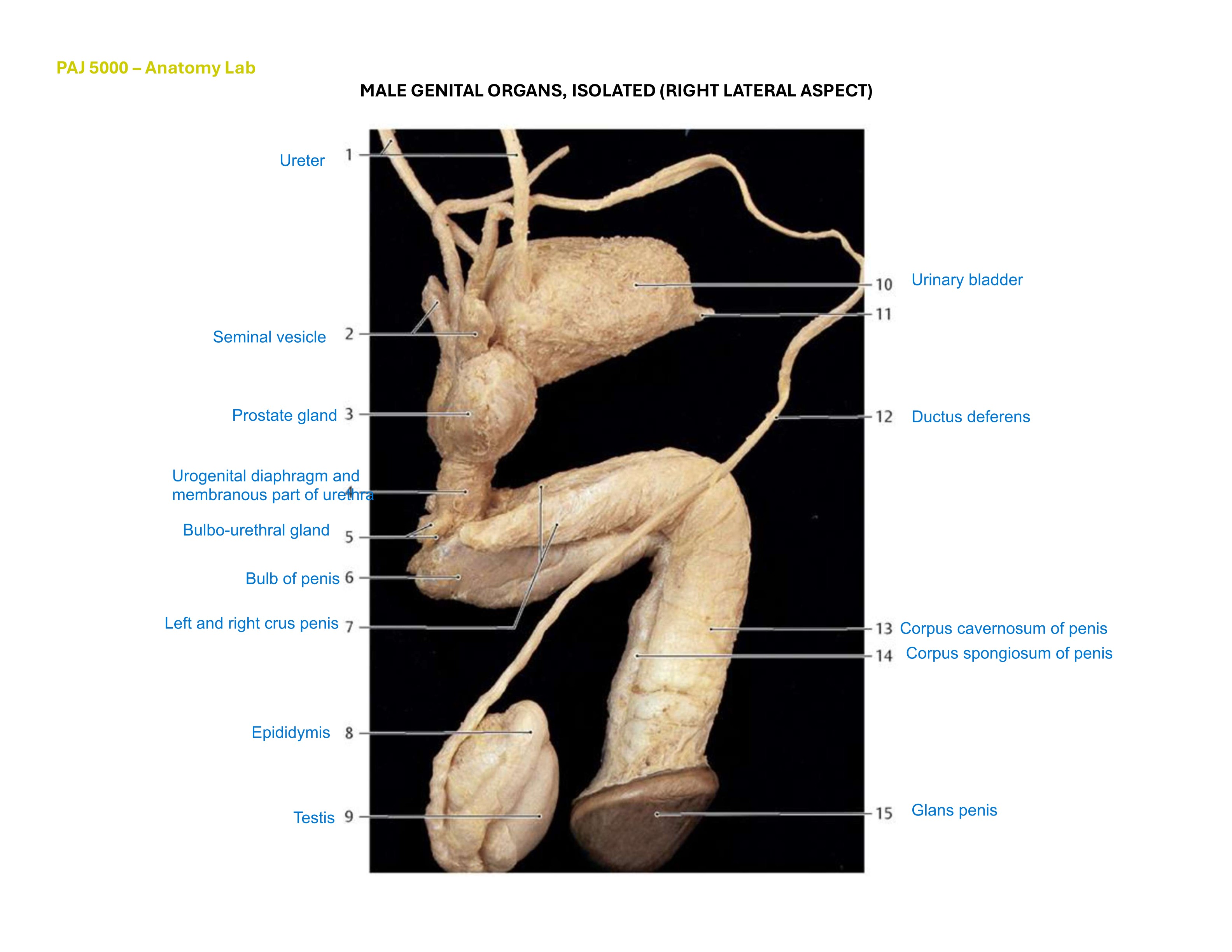 Male Genital Organs, Isolated (Right Lateral Aspect), fully labeled