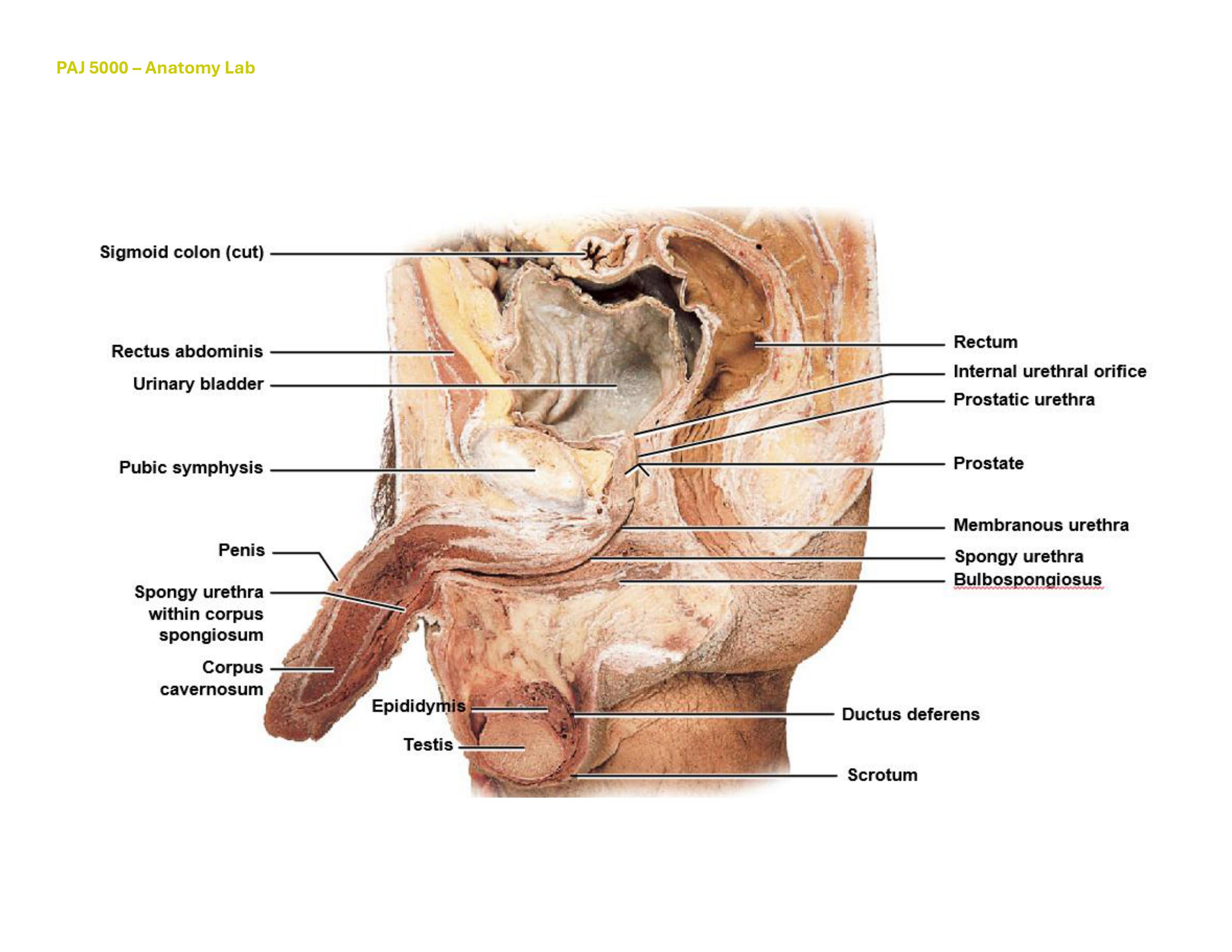 Male Pelvis, Sagittal Overview (Reference Only), fully labeled