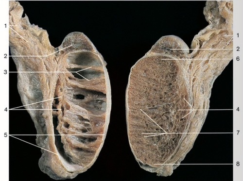 Male Reproductive — Convoluted seminiferous tubules (Lab 8, Slide 11), fully labeled