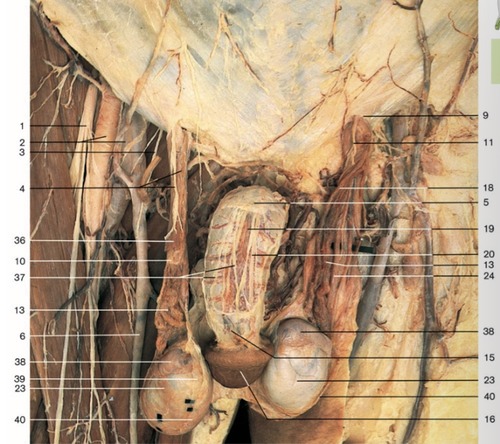 Male Reproductive — Cremasteric fascia with cremaster (Lab 8, Slide 8), fully labeled