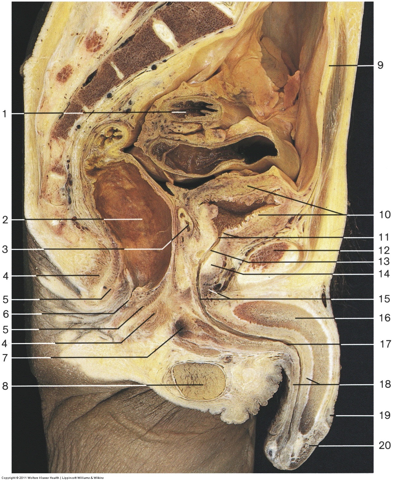 Male Reproductive — Membranous part of urethra and (Lab 2, Slide 4), fully labeled