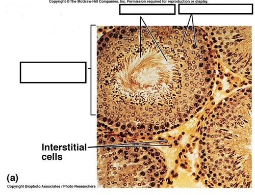 Male Reproductive — Seminiferous tubule, Spermatogonia (Lab 8, Slide 2), fully labeled