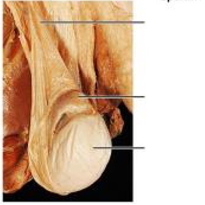 Male Reproductive — Spermatic cord, Testis (Lab 8, Slide 1), fully labeled