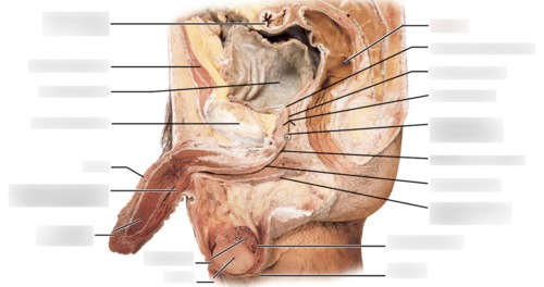 Male Reproductive — Spongy urethra within corpus (Lab 8, Slide 4), fully labeled