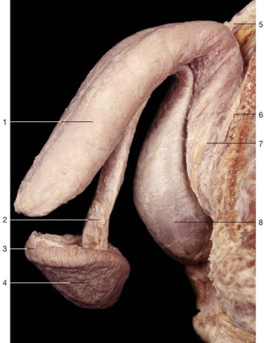 Male Reproductive — Suspensory ligament of penis (Lab 8, Slide 9), fully labeled