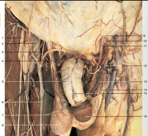 Male Reproductive — Testis with cremaster muscle (Lab 8, Slide 7), fully labeled