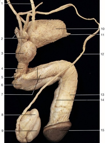Male Reproductive — Urogenital diaphragm and (Lab 8, Slide 5), fully labeled