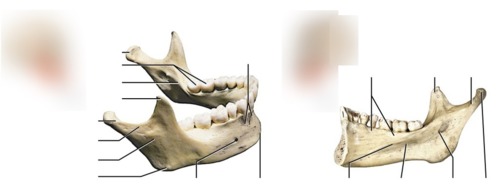 Mandible, fully labeled
