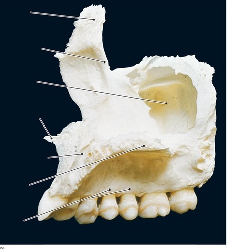 Maxilla, fully labeled