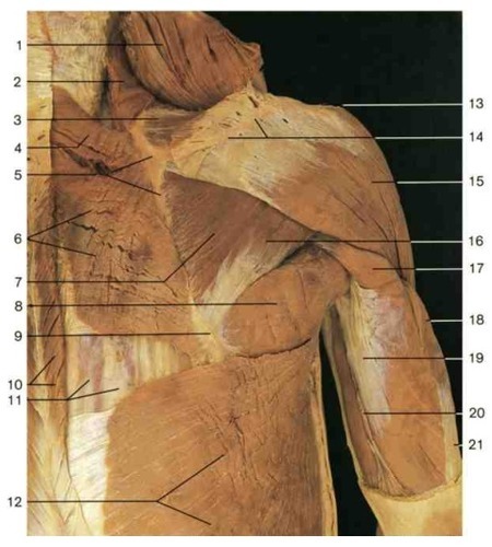 Muscles of shoulder and arm, fully labeled