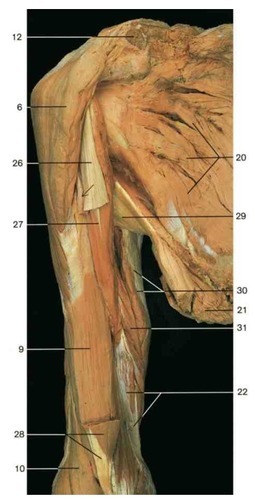 Muscles of the arm 2, fully labeled