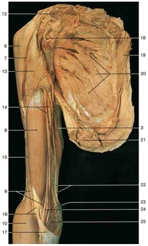 Muscles of the arm, fully labeled