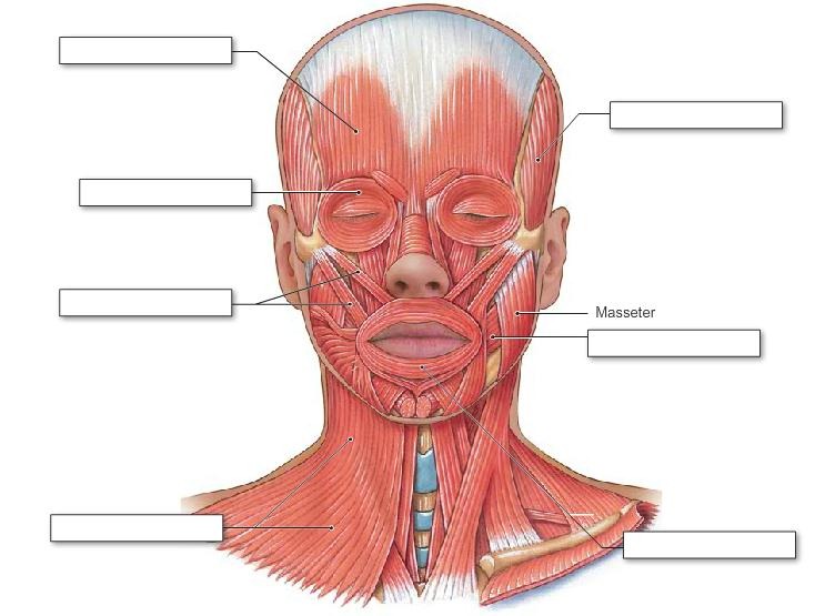 Muscles of the Head and Neck, Part 1, fully labeled