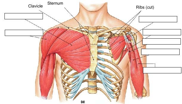 Muscles that Move the Arm, Anterior View, fully labeled