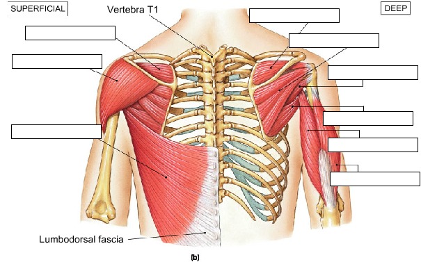 Muscles that Move the Arm, Posterior View, fully labeled