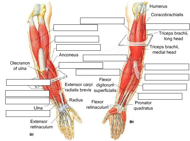 Muscles that Move the Forearm and Hand, fully labeled