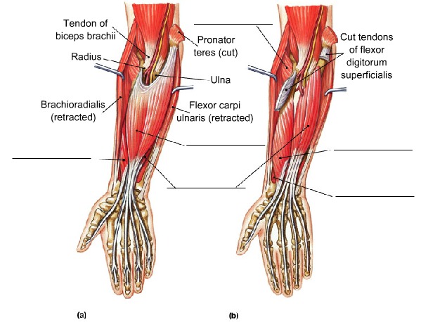 Muscles that Move the Hand and Fingers, Anterior View, fully labeled