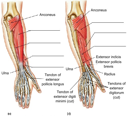 Muscles that Move the Hand and Fingers, Posterior View, fully labeled
