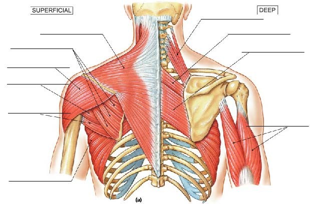 Muscles that Position the Pectoral Girdle, fully labeled