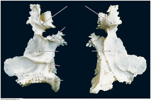 Palatine Bone, fully labeled