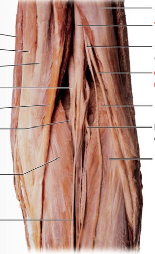 PNS Practicum - popliteal fossa, fully labeled