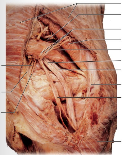 PNS Practicum - right gluteal, fully labeled