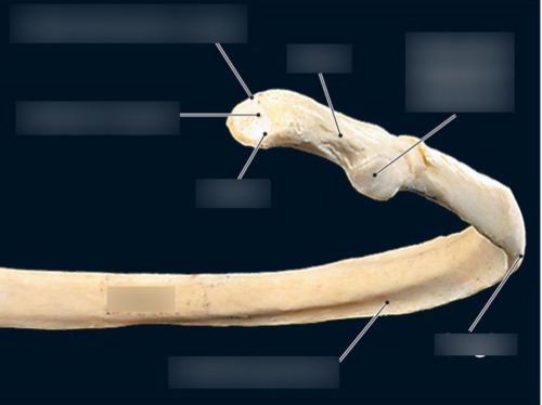 Rib — Articular facet of tubercle, fully labeled