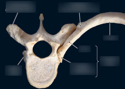 Rib — Tubercle (tuberculum) of rib, fully labeled