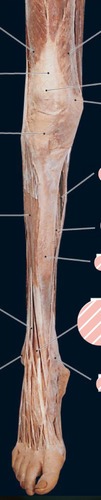Right anterior leg and foot, fully labeled