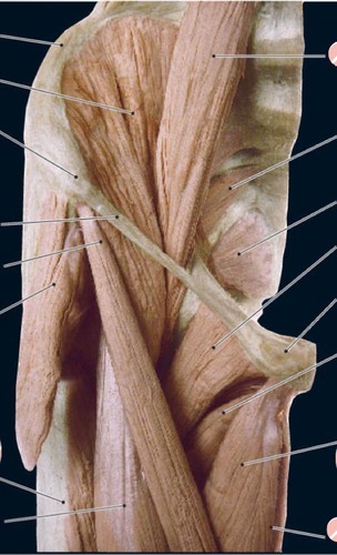 Right anterior pelvis, fully labeled