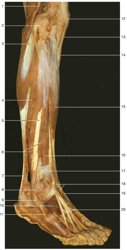 Right leg and foot (lateral aspect), fully labeled