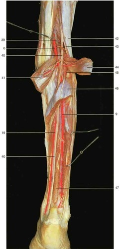 Right leg (posterior aspect) 2, fully labeled