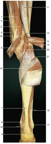 Right leg (posterior aspect), fully labeled