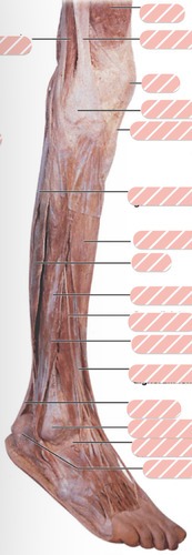 Right leg superficial lateral view, fully labeled
