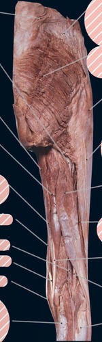 Right posterior thigh and gluteal, fully labeled
