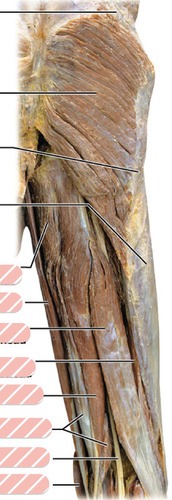Right posterior thigh, fully labeled