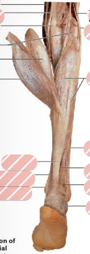 Right superficial posterior leg, fully labeled