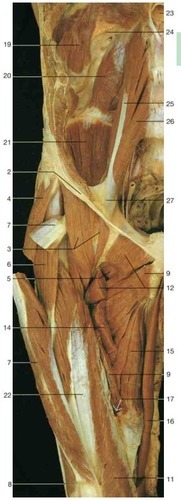 Right thigh (anterior aspect), fully labeled