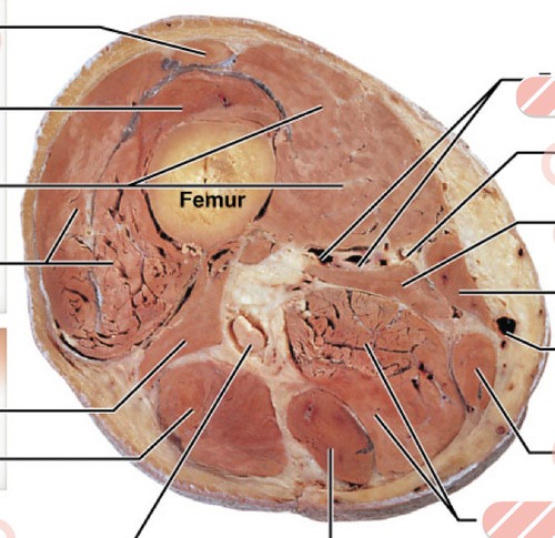Right thigh transverse, fully labeled