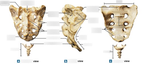 Sacrum & Coccyx, fully labeled