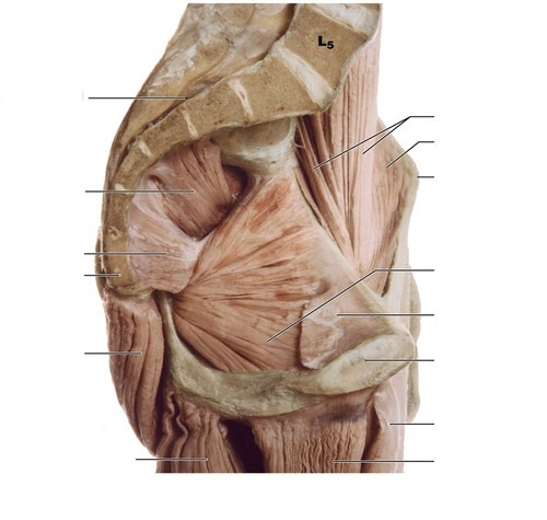 Sagittal section through the pelvis, fully labeled