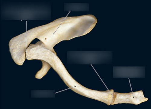 Scapula & Clavicle — Acromioclavicular joint, fully labeled