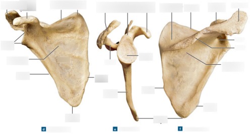 Scapula & Clavicle — Supraglenoid tubercle, fully labeled